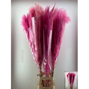 CORTA SELLOAN KLB H%