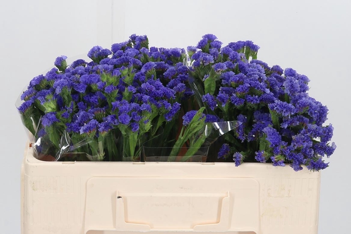 <h4>Lim S Midnight Wings</h4>