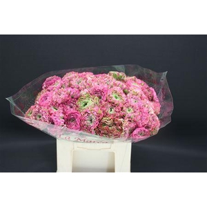 Cl Pon-pon Malva 566