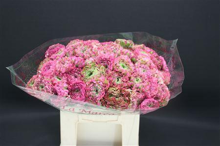 <h4>Cl Pon-pon Malva 566</h4>