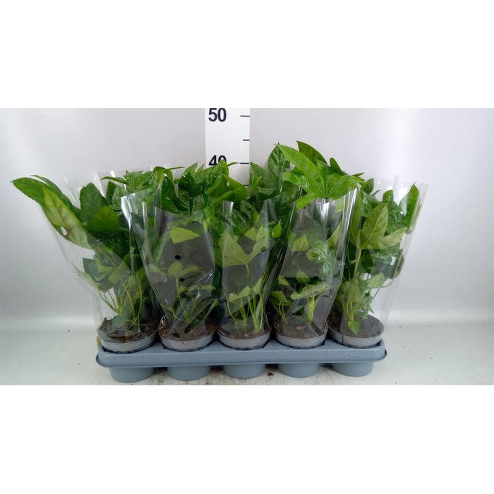 <h4>Fatsia japonica   ...</h4>