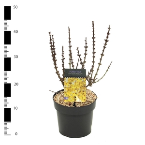 Forsythia X Intermedia 'nimbus'