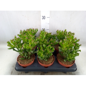 Crassula ovata 'Hobbit'