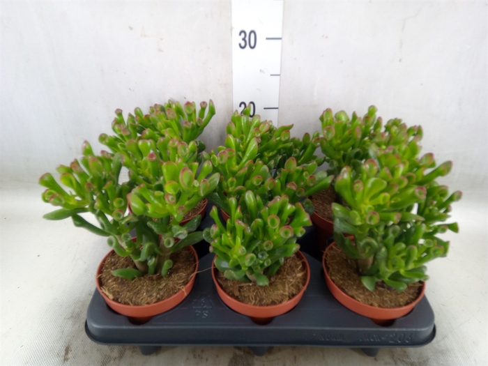 <h4>Crassula ovata 'Hobbit'</h4>