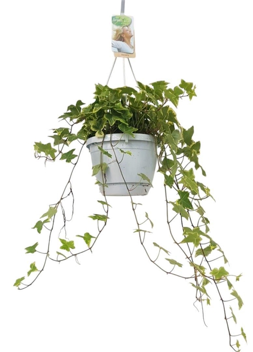 <h4>Hedera helix geelbont - hangpot wit / basic</h4>