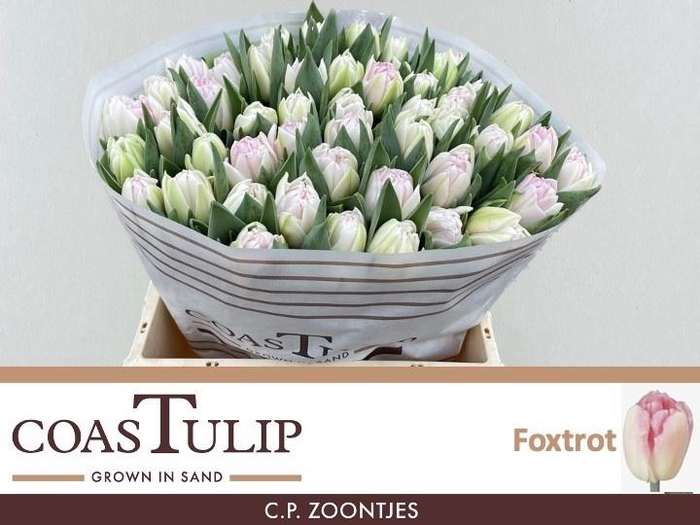 <h4>TU DU FOXTROT</h4>