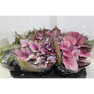 BEGONIA BELEAF P15 PO