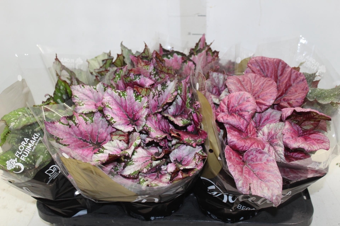 <h4>BEGONIA BELEAF P15 PO</h4>
