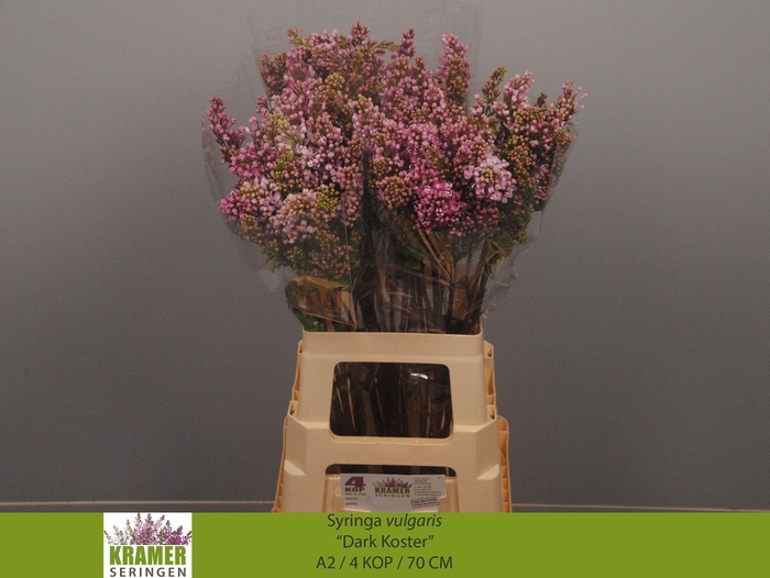 <h4>SYR V DARK KOSTER</h4>