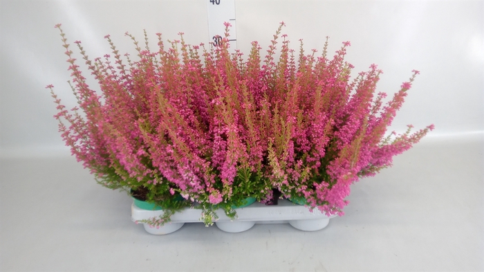 <h4>Erica gracilis 'Bea Queen Margaret'</h4>