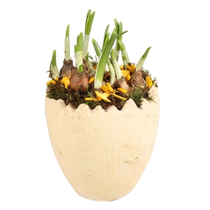 Easter Arr. Narcis Ceramic Half Egg Ø15cm 1PP