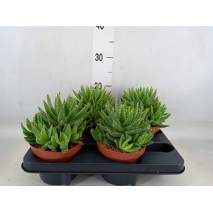 Aloe brevifolia