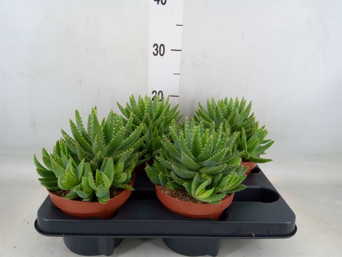 <h4>Aloe brevifolia</h4>