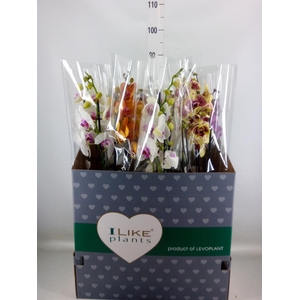 Phalaenopsis   ...mix