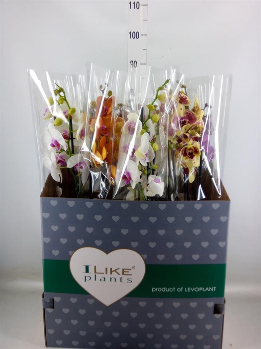 <h4>Phalaenopsis   ...mix</h4>