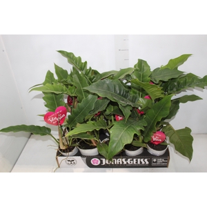 PHILODENDRON RING OF FIRE GREEN P12