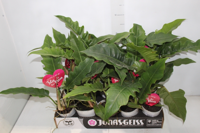 <h4>PHILODENDRON RING OF FIRE GREEN P12</h4>