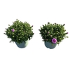 Aster Henri I Pink