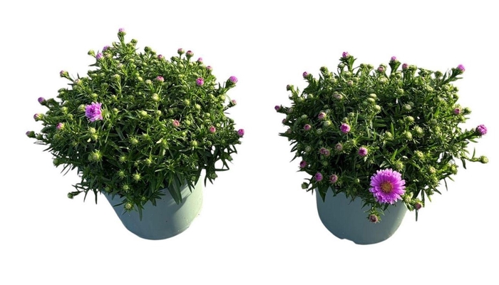 Aster Henri I Pink