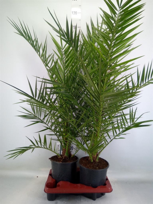 <h4>Phoenix canariensis</h4>