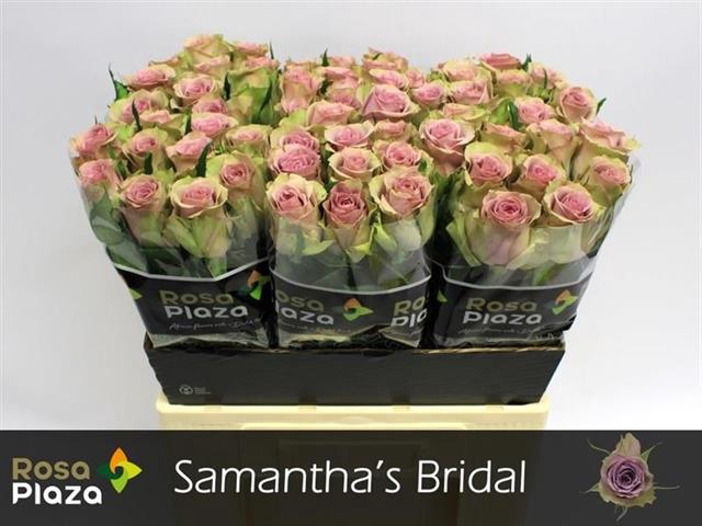 <h4>R GR SAMANTHA BRIDAL</h4>