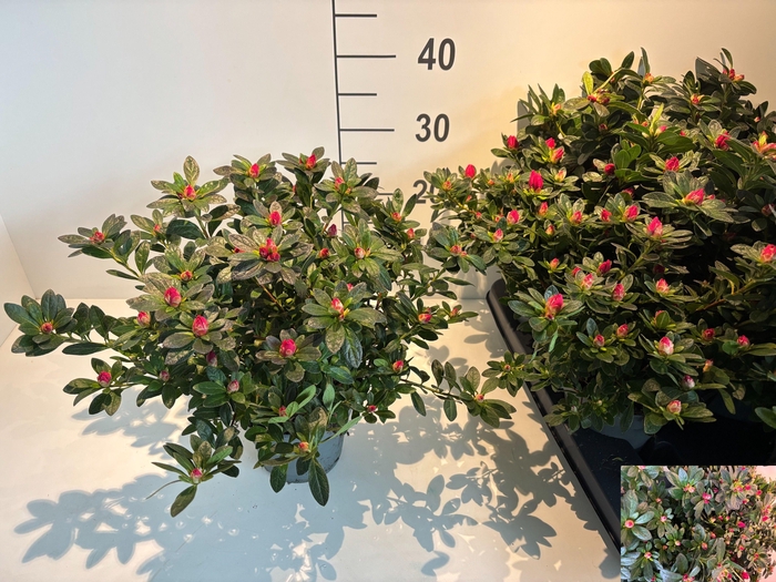 <h4>RHODO SI TAMIRA</h4>