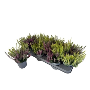!! PROMO !! CALLU WIBOS TWIN P10.5