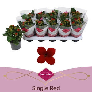 Kalanchoe Favorita Red Stadium 1