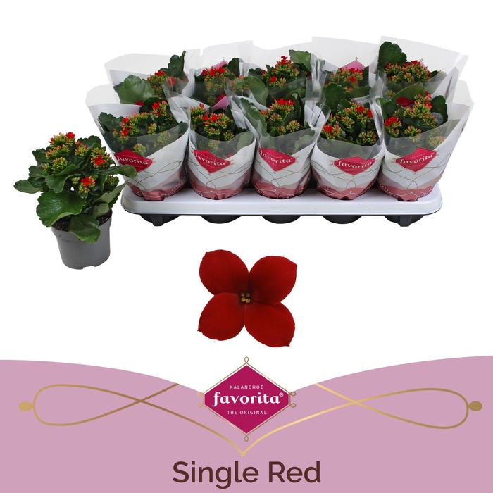 <h4>Kalanchoe favorita red stadium 1</h4>