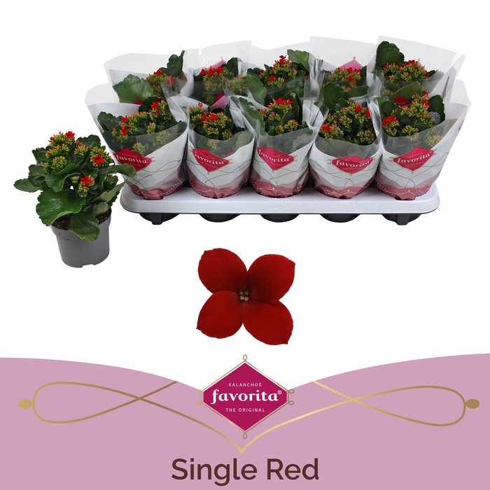 <h4>Kalanchoe Favorita Red Stadium 1</h4>