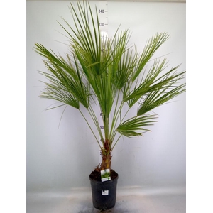 Chamaerops humilis