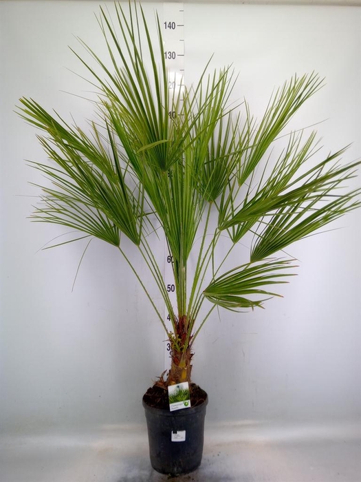 <h4>Chamaerops humilis</h4>