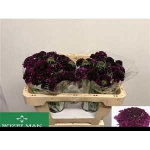 SCAB AT F SCOOP D PU