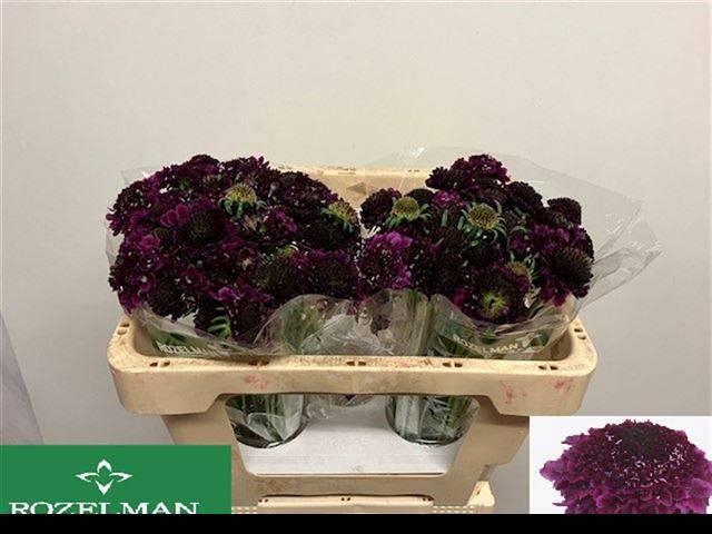 <h4>SCAB AT F SCOOP D PU</h4>