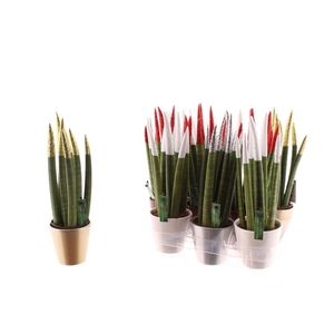 SANSEV CYLINDRICA OV