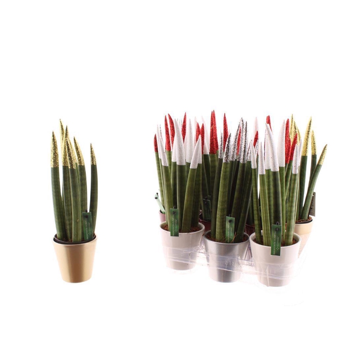 SANSEV CYLINDRICA OV