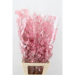 DF Lunaria Bs Shiny Light Pink
