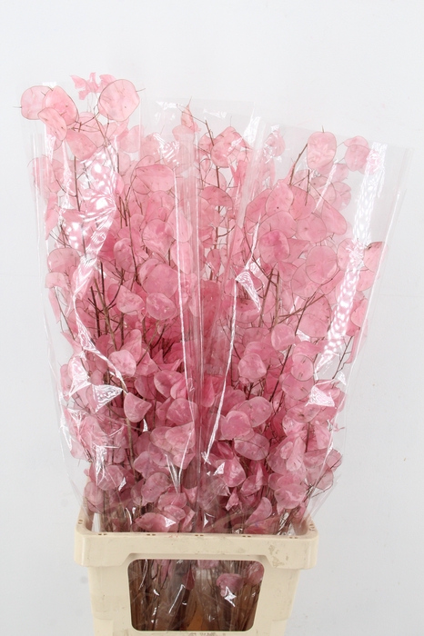 <h4>DF Lunaria Bs Shiny Light Pink</h4>
