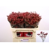 Limonium 'Scarlet Diamond'