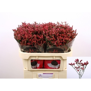 Limonium 'Scarlet Diamond'