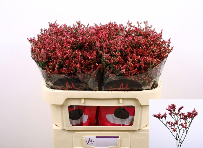 <h4>Limonium 'Scarlet Diamond'</h4>