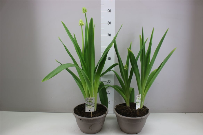 <h4>Ornithogalum Saundersiae</h4>