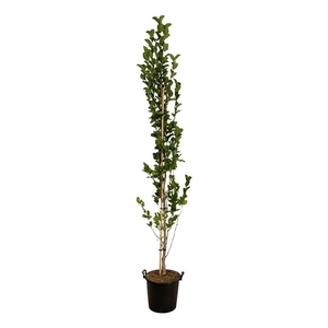 Magnolia kobus Isis®