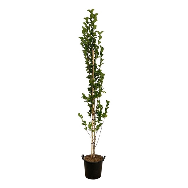 <h4>Magnolia kobus Isis®</h4>