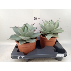 Agave   ...