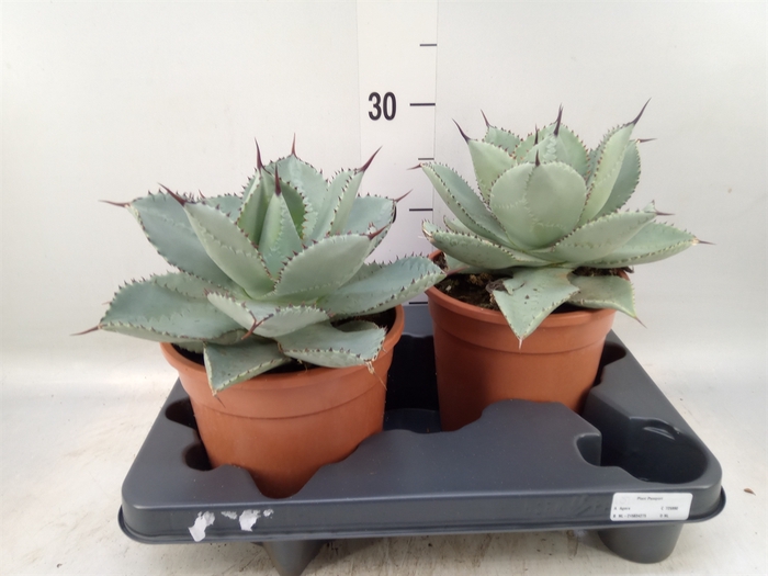 <h4>Agave   ...</h4>