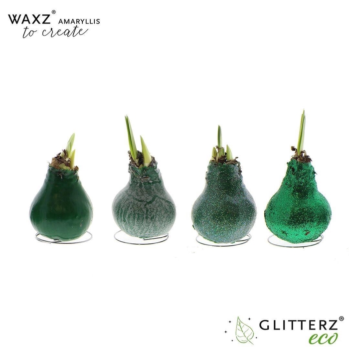 <h4>arr4 Amaryllis VH - Waxz Create Dark Green</h4>
