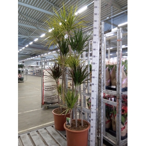 Dracaena   ...mix
