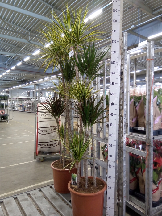 <h4>Dracaena   ...mix</h4>