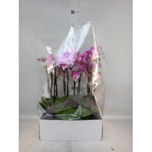 Phalaenopsis   ...